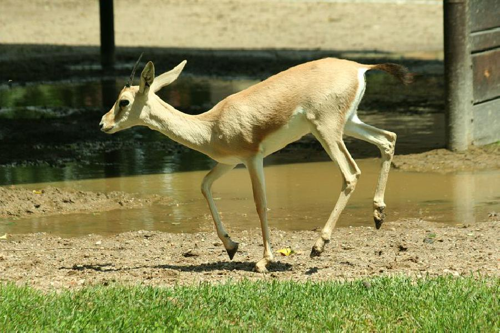 Foto: Gazela písková