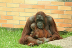 Foto: Orangutan bornejský