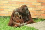 Foto: Orangutan bornejský