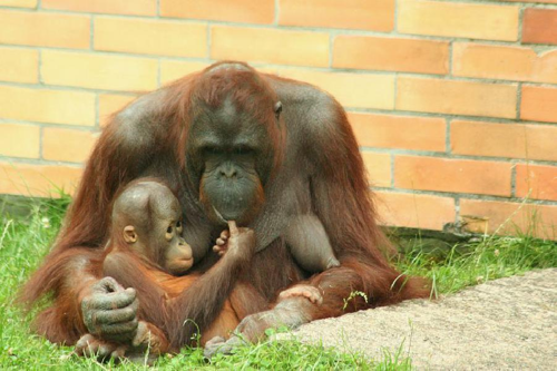 Foto: Orangutan bornejský