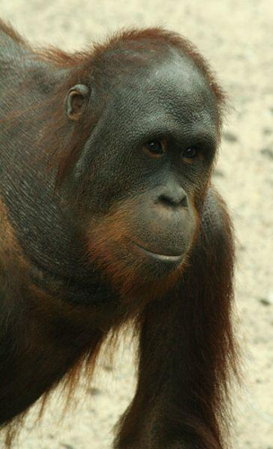 Foto: Orangutan bornejský