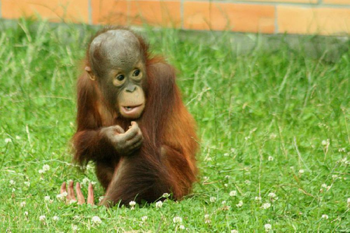 Foto: Orangutan bornejský