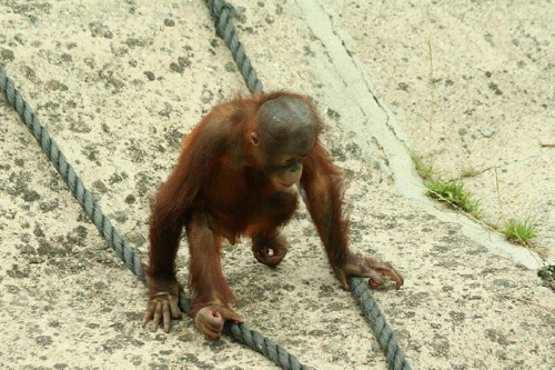 Foto: Orangutan bornejský