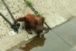 Foto: Orangutan bornejský