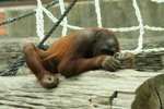 Foto: Orangutan bornejský