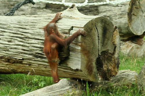 Foto: Orangutan bornejský