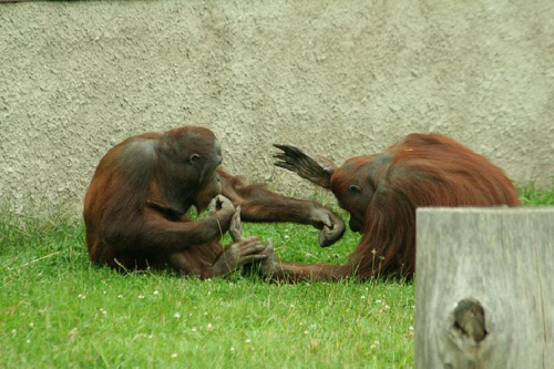 Foto: Orangutan bornejský