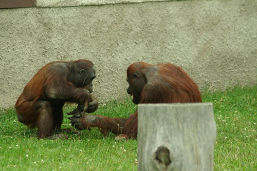 Foto: Orangutan bornejský