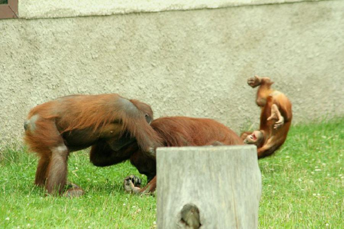 Foto: Orangutan bornejský