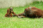 Foto: Orangutan bornejský