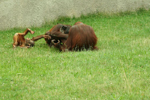 Foto: Orangutan bornejský