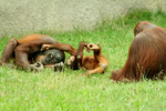 Foto: Orangutan bornejský