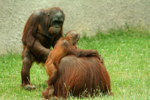 Foto: Orangutan bornejský