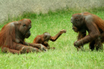 Foto: Orangutan bornejský