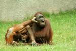 Foto: Orangutan bornejský