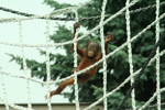 Foto: Orangutan bornejský