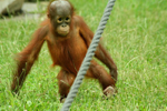 Foto: Orangutan bornejský