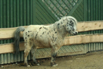 Foto: Miniappaloosa