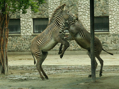 Foto: Zebra grévyho