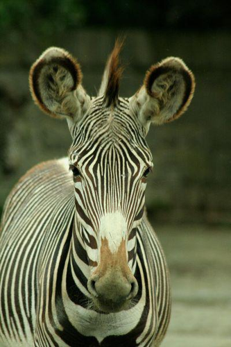 Foto: Zebra grévyho