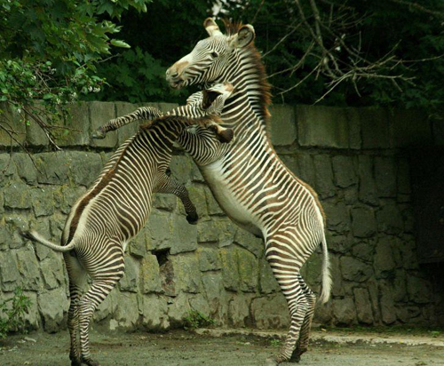 Foto: Zebra grévyho