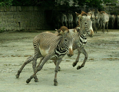 Foto: Zebra grévyho