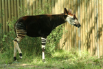 Foto: Okapi