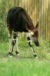 Foto: Okapi