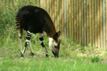 Foto: Okapi