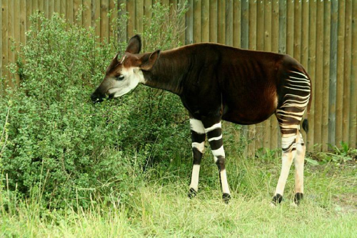 Foto: Okapi