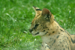 Foto: Serval