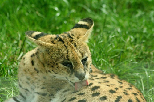 Foto: Serval