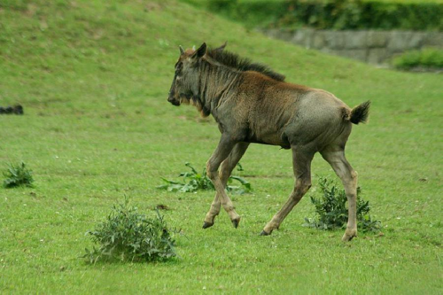 Foto: Pakůň žíhaný modrý