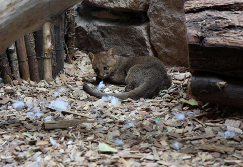 Foto: Jaguarundi