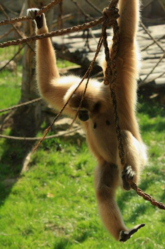 Foto: Gibon lar