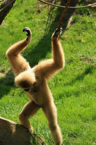Foto: Gibon lar