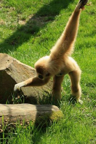 Foto: Gibon lar
