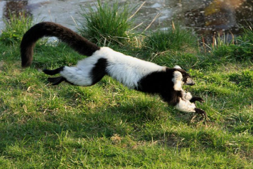 Foto: Lemur vari