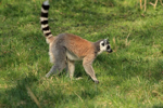 Foto: Lemur kata