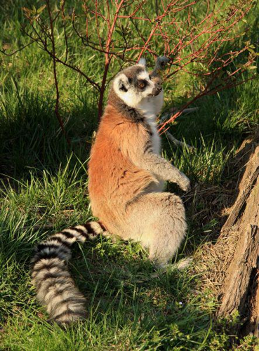 Foto: Lemur kata