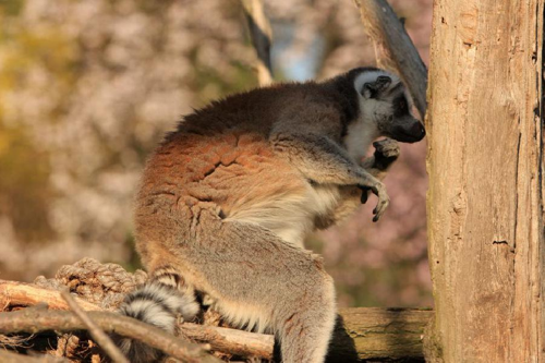 Foto: Lemur kata