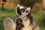 Foto: Lemur kata