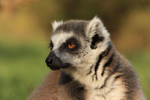 Foto: Lemur kata