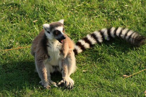 Foto: Lemur kata