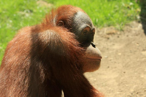 Foto: Orangutan