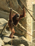 Foto: Orangutan