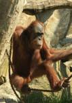 Foto: Orangutan