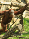 Foto: Orangutan