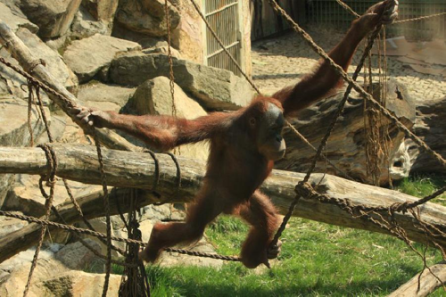 Foto: Orangutan