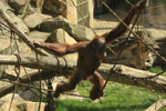 Foto: Orangutan